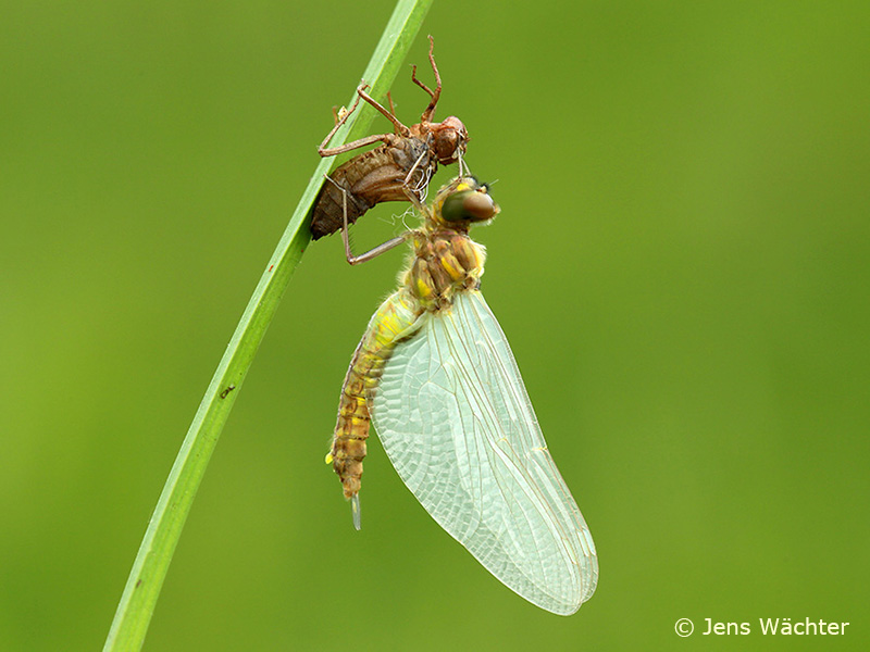Somatochlora flavomaculata - emergence